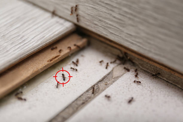 Best Rodent Control Near Me  in Monroe North, WA