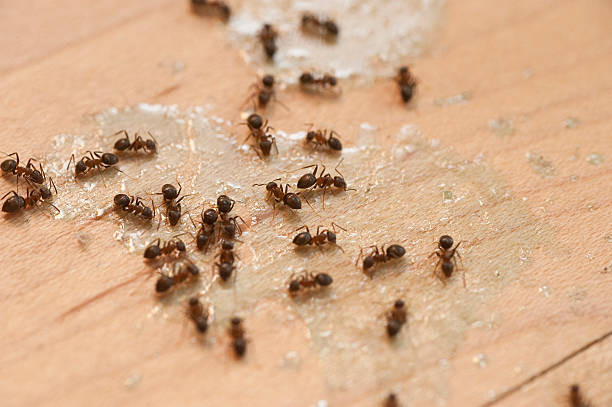 Best Best Pest Control Near Me  in Monroe North, WA
