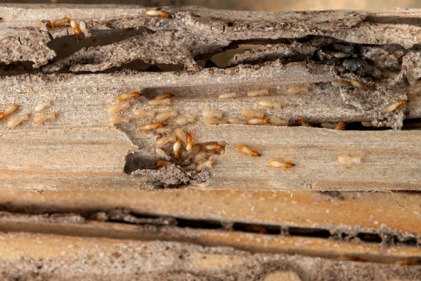 Best Flea Control Services  in Monroe North, WA